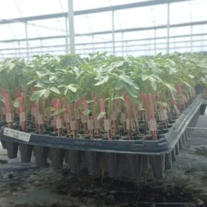 Alternative view of Injertos de Tomate, pimientos y zapallo.